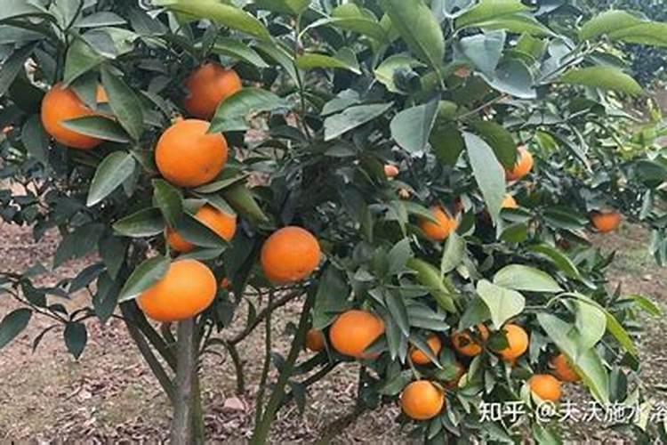 花生幼苗可以喷叶面肥吗 使用什么肥料好