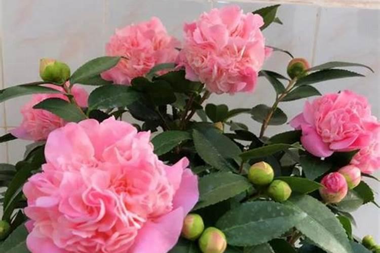 茶花耐寒最低温度(四季茶花冬天怎么养能过冬)