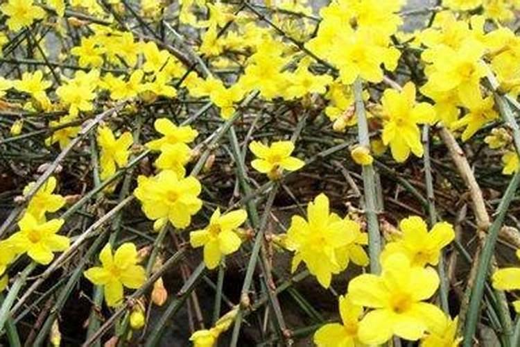 如何给迎春花施肥