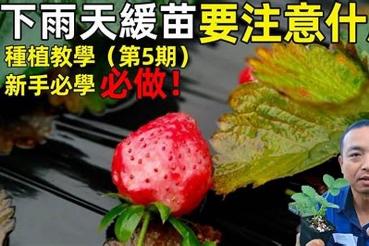 草莓苗“空心病”多地爆发,您中招了吗？