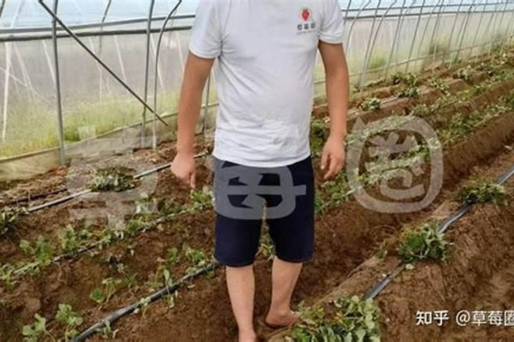 叶面肥什么时候打合适