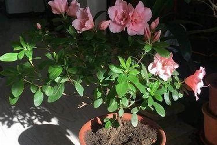 杜鹃花叶面施肥磷酸二氢钾多长时间施一次？