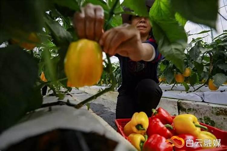 大棚五彩椒坐果后什么时候施肥施什么肥