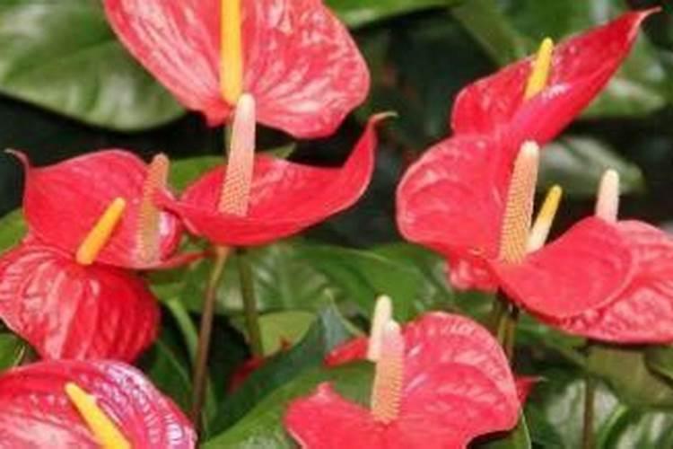 火鹤花的禁忌 火鹤花的注意事项有哪些