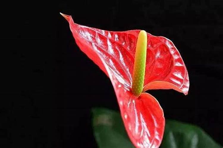 火鹤的养殖方法和注意事项