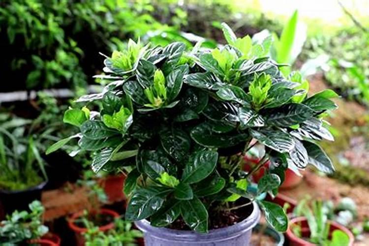 栀子花施肥方法,用什么肥好