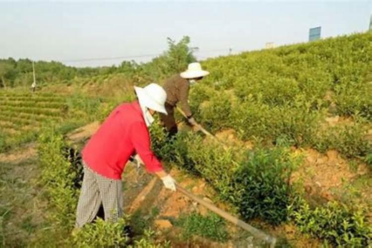 茶叶秋梢肥用什么复合肥最好