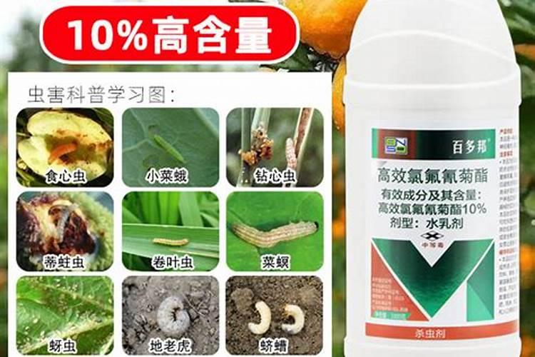 3月份柑橘树打什么农药