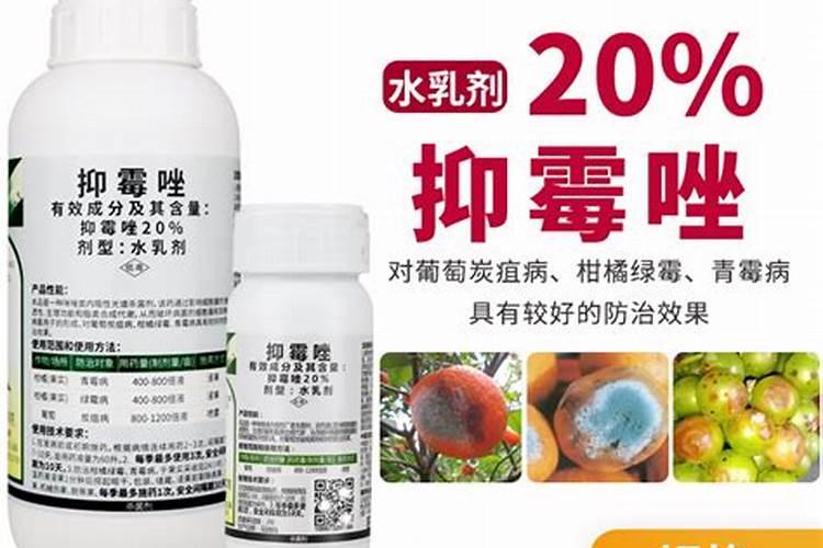 柑橘褐斑病用啥药最好