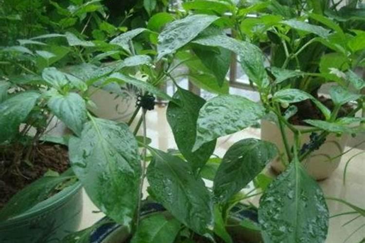 叶面肥是酸性还是碱性