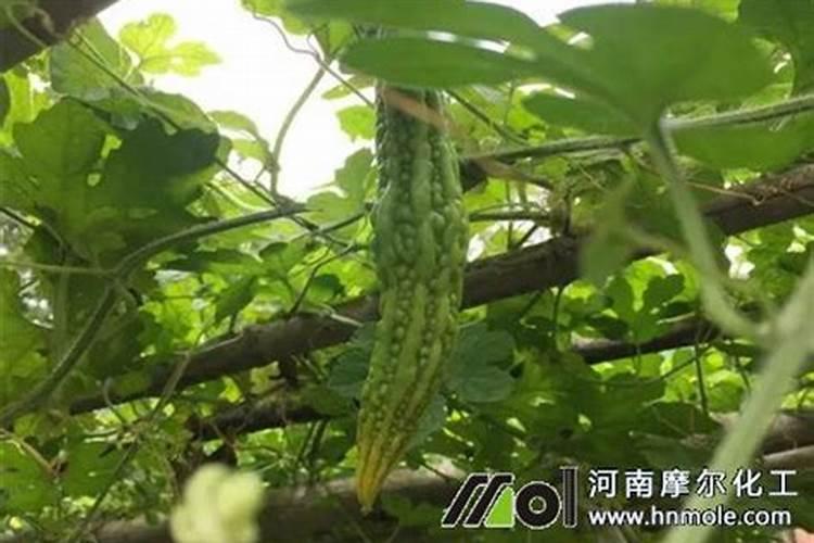 鱼蛋白水溶肥制作方法