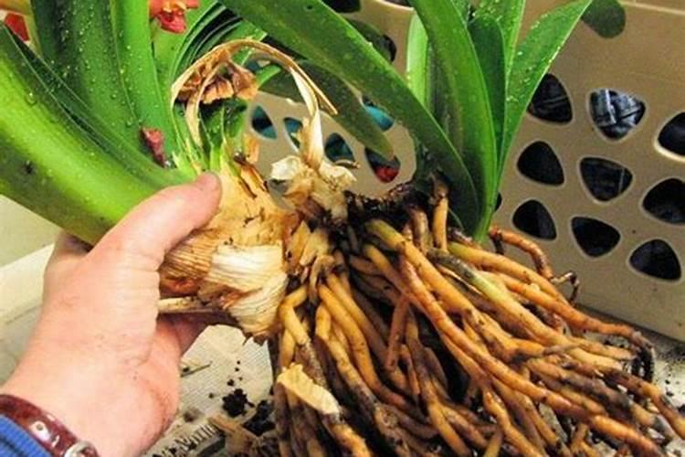 磷酸二氢钾浇西瓜能三天一次吗？