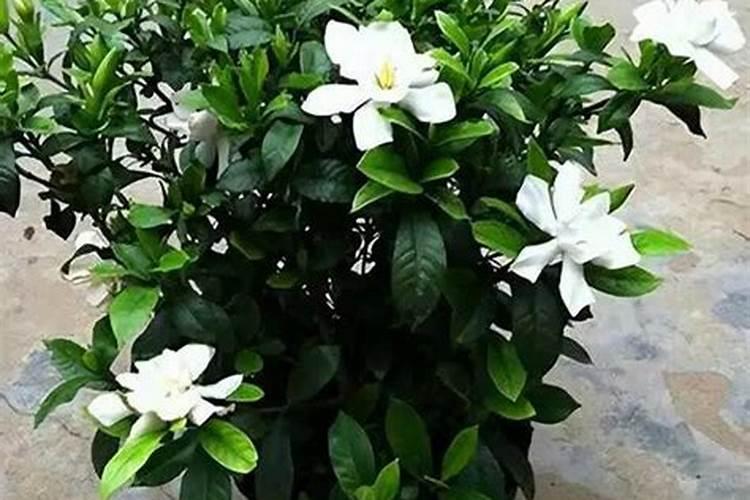 栀子花秋季如何施肥 栀子花秋季怎么施肥