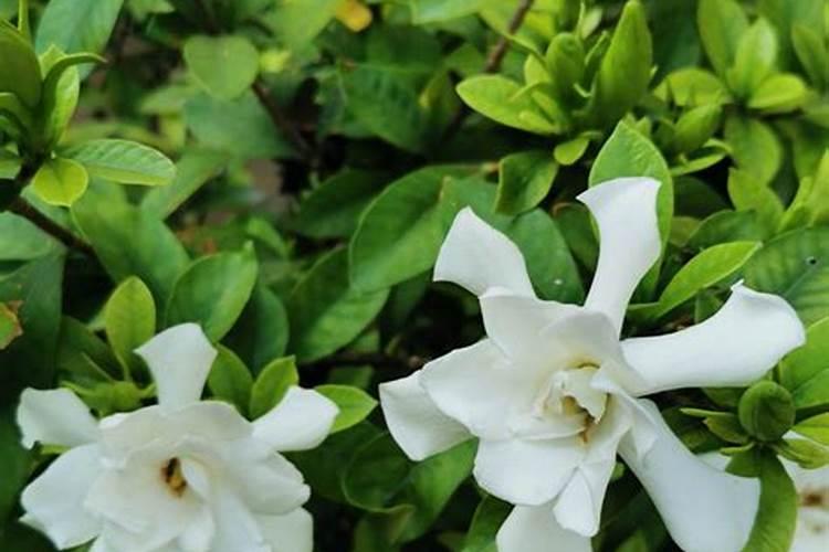 栀子花秋季如何施肥