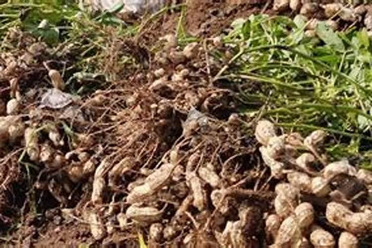 花生壳经过焚烧之后能发挥什么作用？