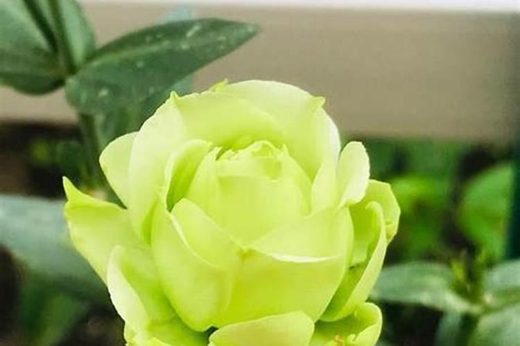 什么是海藻肥,有哪些功效 海藻肥是什么肥