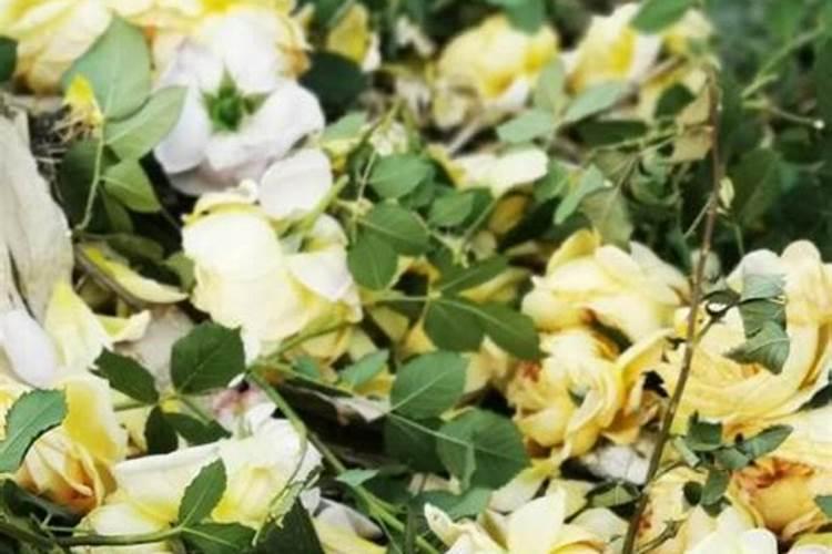 月季花施肥太多开花就少吗？