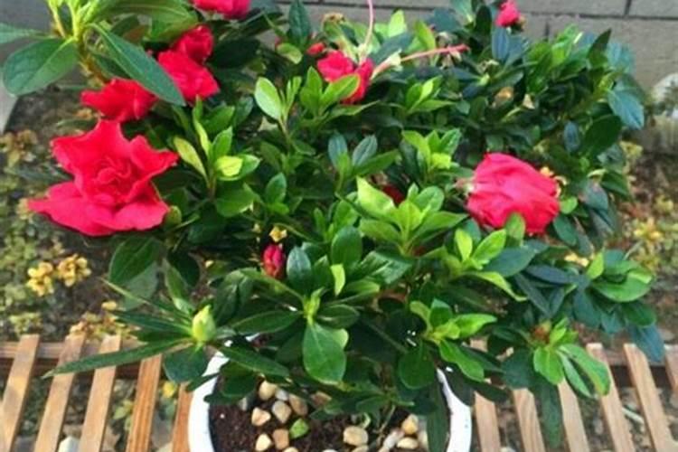 映山红杜鹃花怎么养