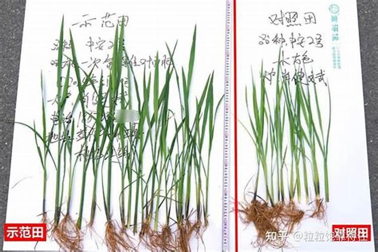 氨基酸叶面肥用于水稻的用量