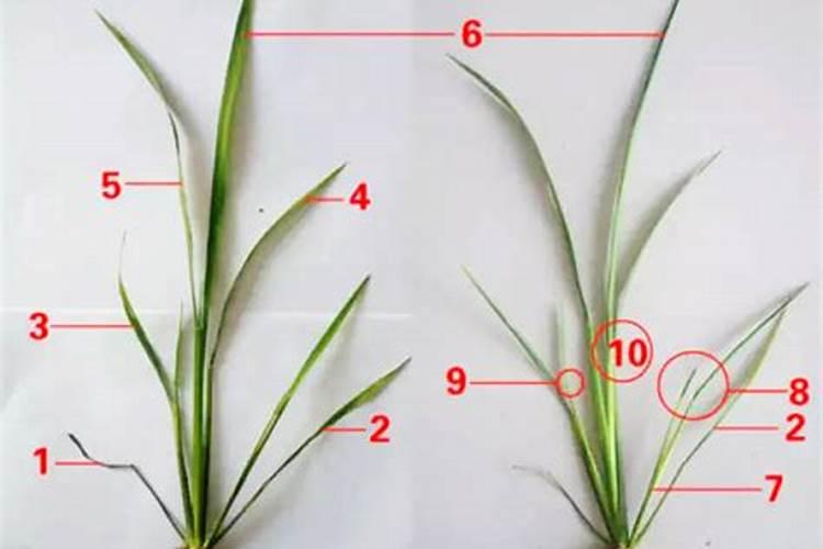 水稻什么施肥合适