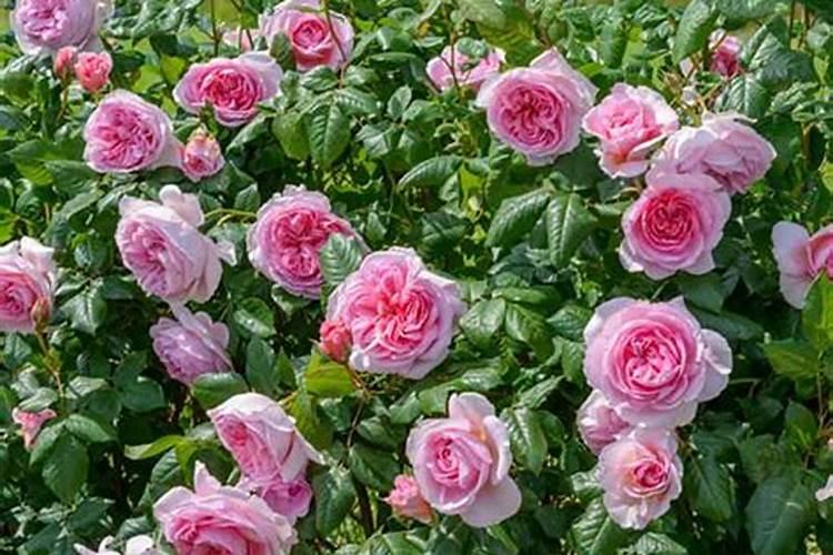 月季花施肥方法怎样给月季花施肥