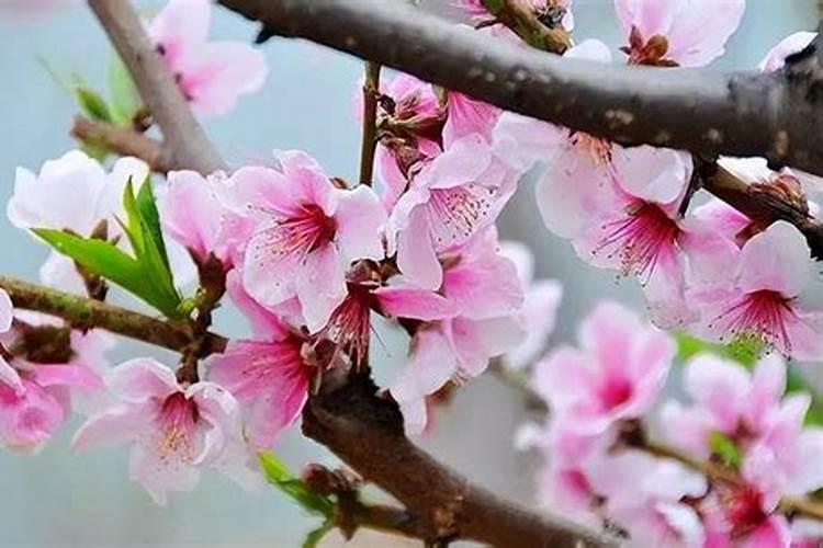 无核沙糖桔的种植技术