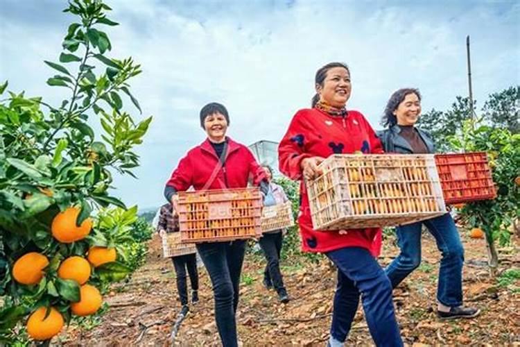 果树专用肥有什么推荐？