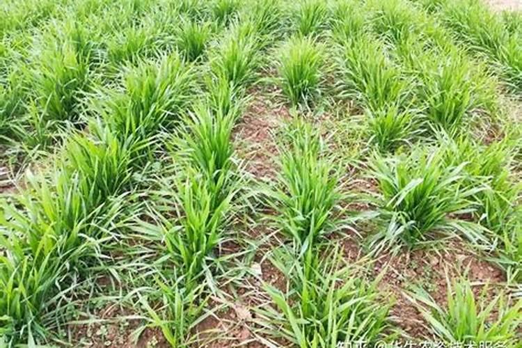 小麦施肥最佳时间