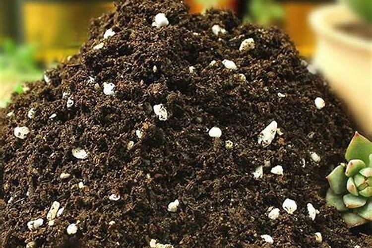 金钱树喜“3种肥”,花盆里埋一点,呼呼窜新芽,枝繁叶茂