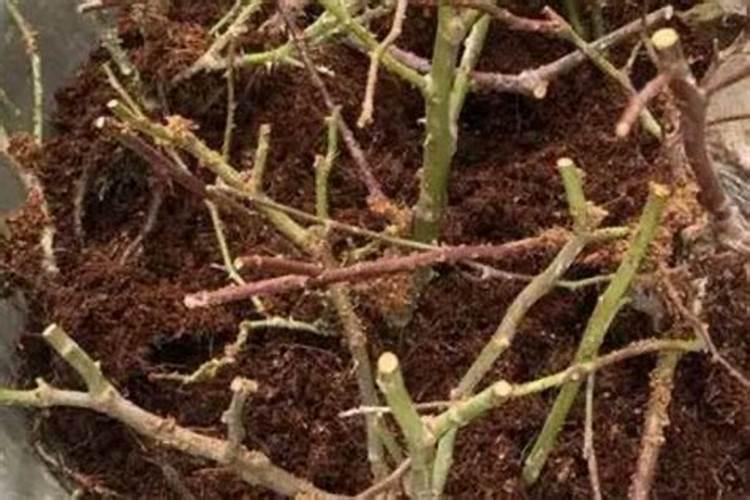 月季裸根种植方法