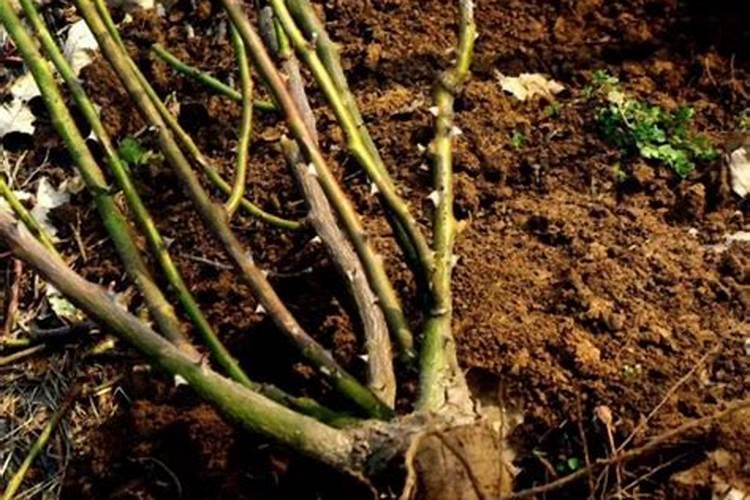 春季月季裸根移栽注意事项和方法