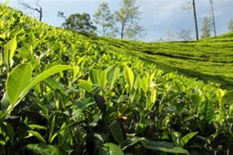 叶面肥什么时间喷好？