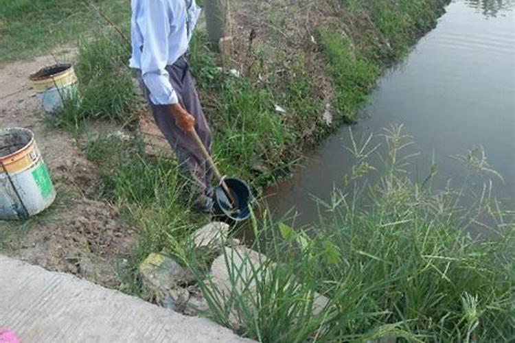 茶树栽培方法介绍