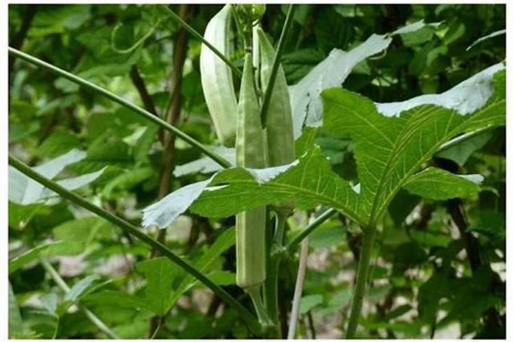 秋葵施肥时间及方法,秋葵移植后施什么肥好