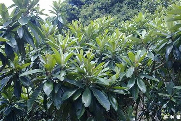 枇杷树能用磷酸二氢钾吗