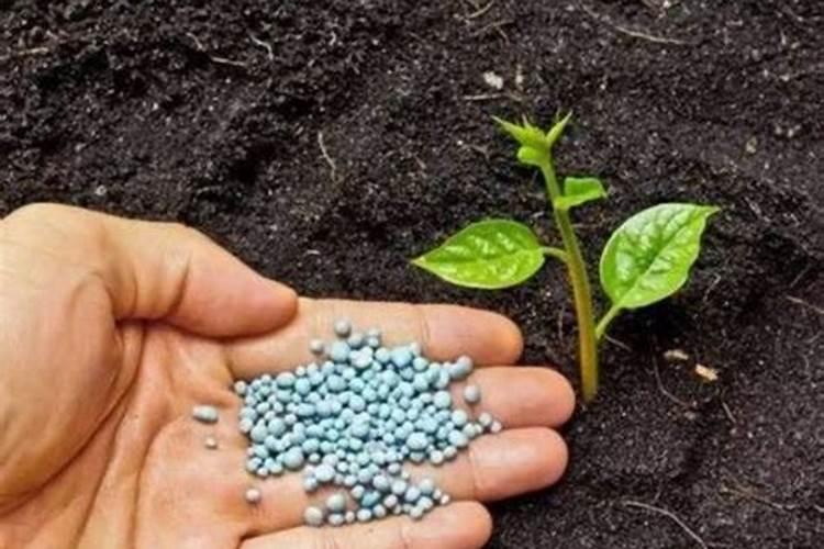 磷肥对植物的作用与功效