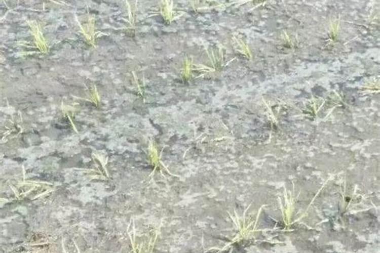 磷肥可以杀青苔吗