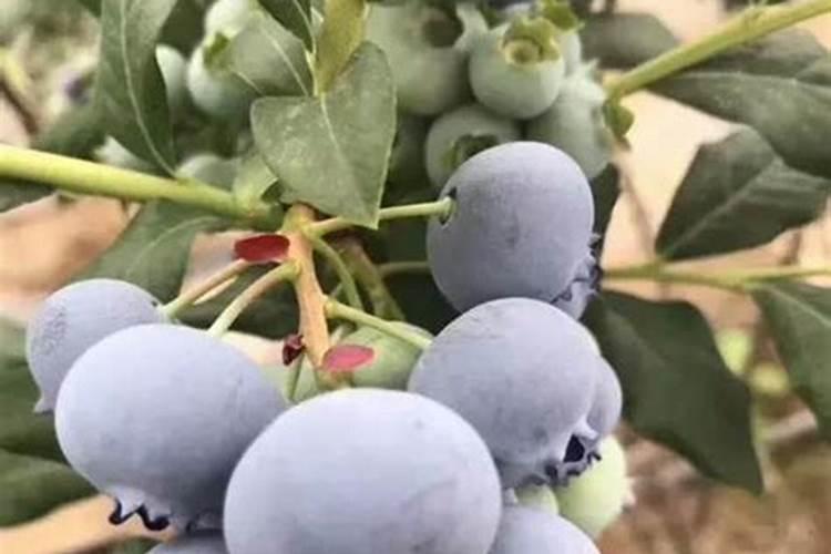 蓝莓生长怎么施肥？