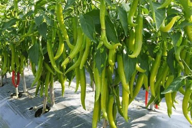 茄子的需肥规律是怎样的？施肥时需要注意哪些问题？