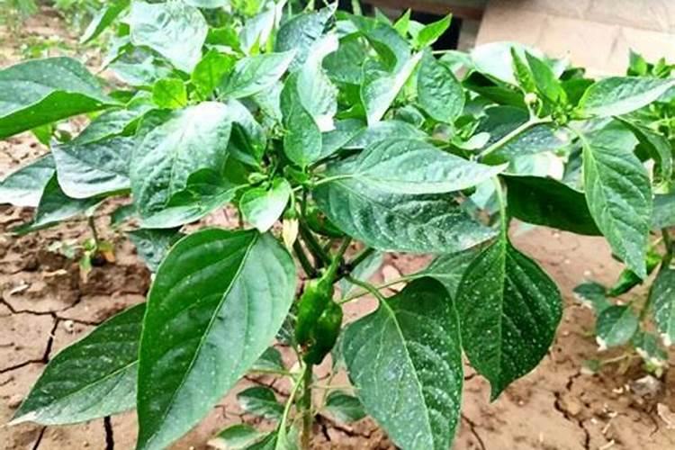 芸苔素内酯常用配方