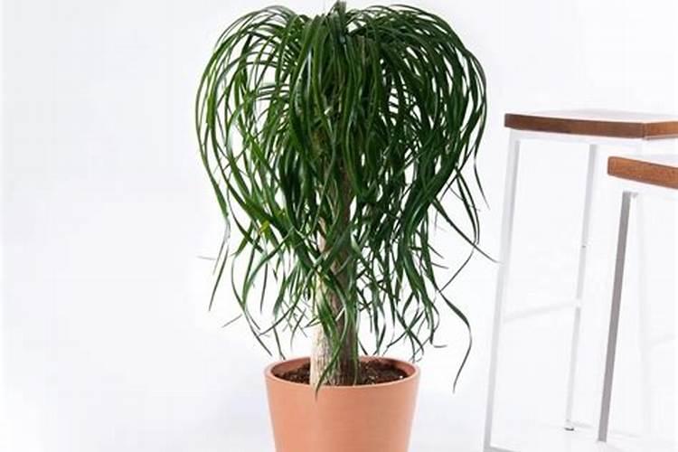 发财树叶尖发干发酒瓶兰如何能多头