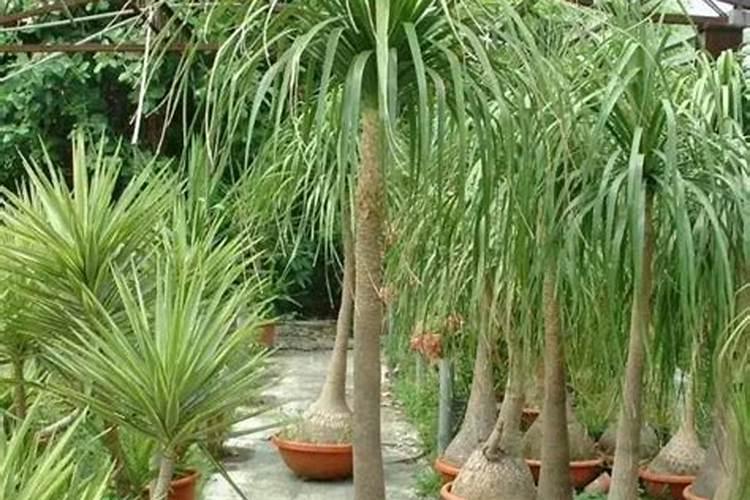 四季兰花怎么养