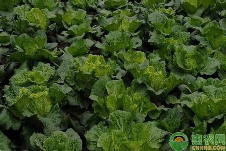 白菜施尿素的正确方法