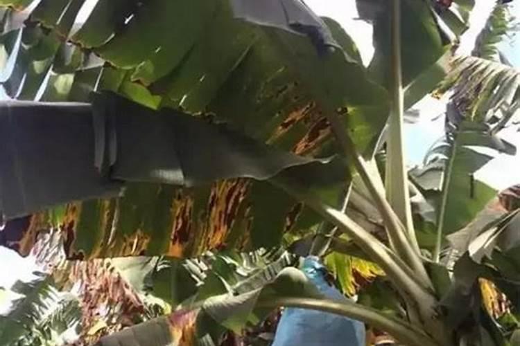 香蕉挂果的时候用什么肥料最好？