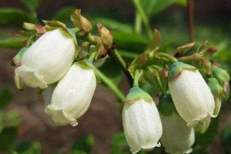 请问蓝莓用什么肥料最好