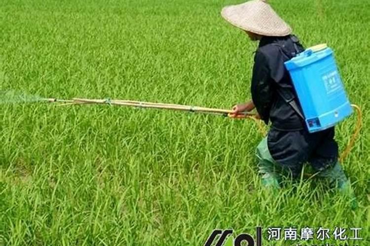 种植高粱怎么施肥方法