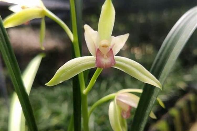 建兰施肥方法总结