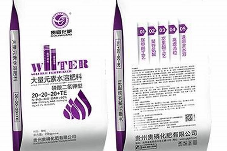 君子兰夏天怎么浇水施肥