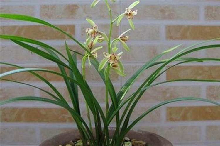 西瓜秧冲施硫酸锌肥起到什么作用？