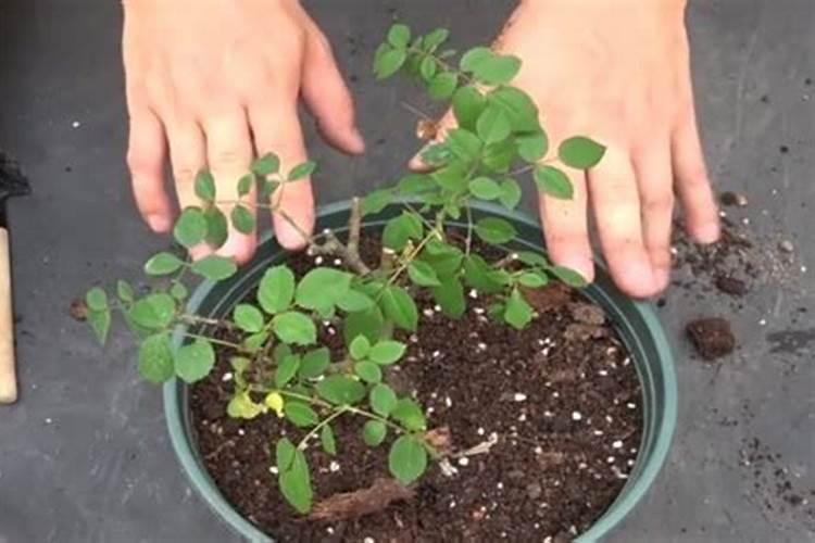 能否给新移栽的月季施肥吗